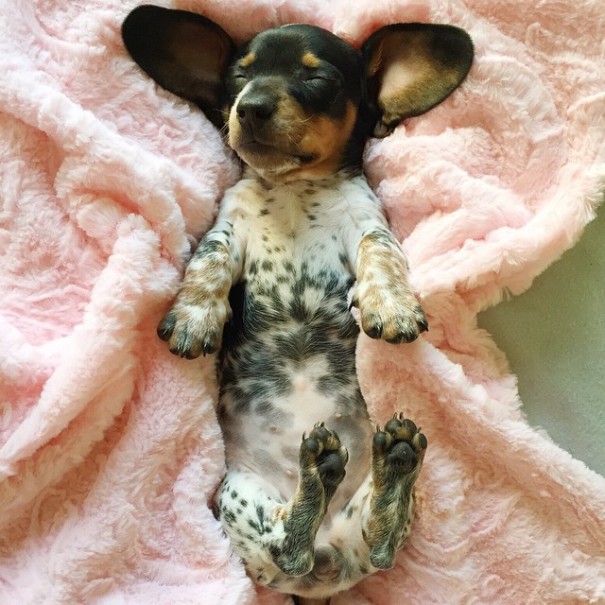 Harlow And Indiana Add A New Puppy To Their Doggie Duo (15 pics)