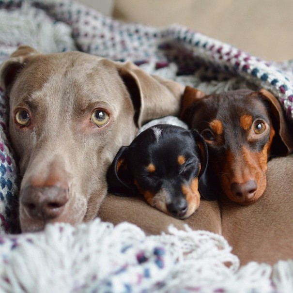 Harlow And Indiana Add A New Puppy To Their Doggie Duo (15 pics)