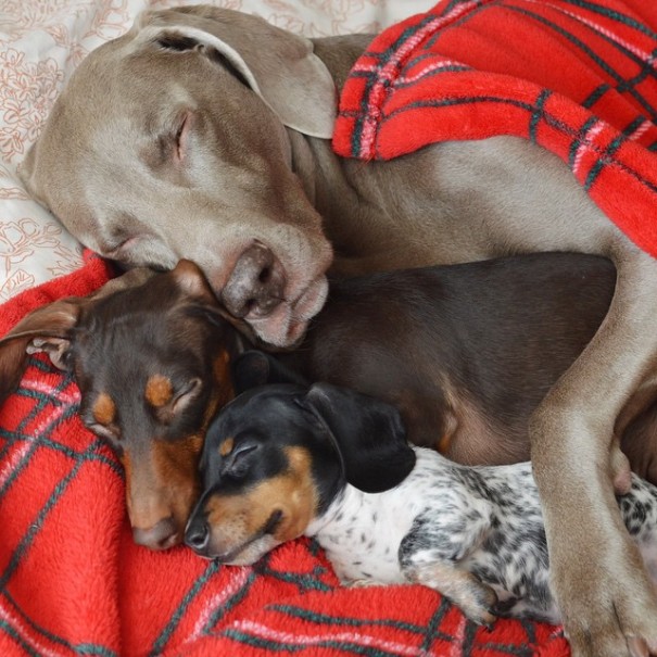 Harlow And Indiana Add A New Puppy To Their Doggie Duo (15 pics)
