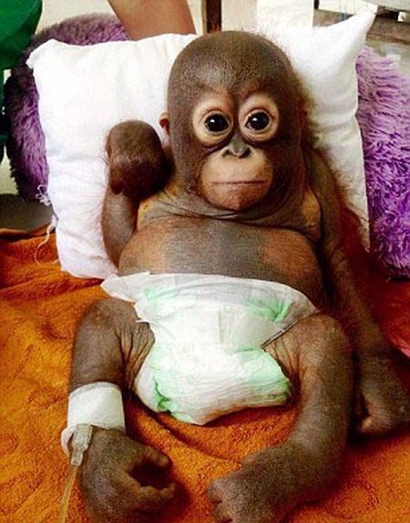 Baby Orangutan Gets Another Shot At Life (7 pics)