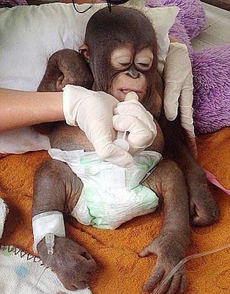 Baby Orangutan Gets Another Shot At Life (7 pics)