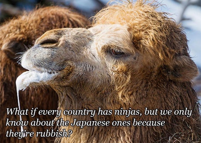 Funny Quotes Over Pictures Of Drooling Animals (14 pics)