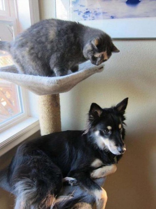 Dogs That Clearly Think They're Cats (22 pics)