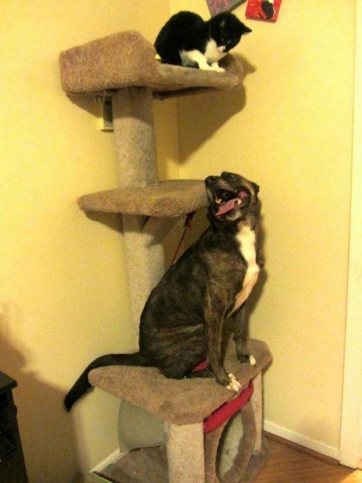 Dogs That Clearly Think They're Cats (22 pics)