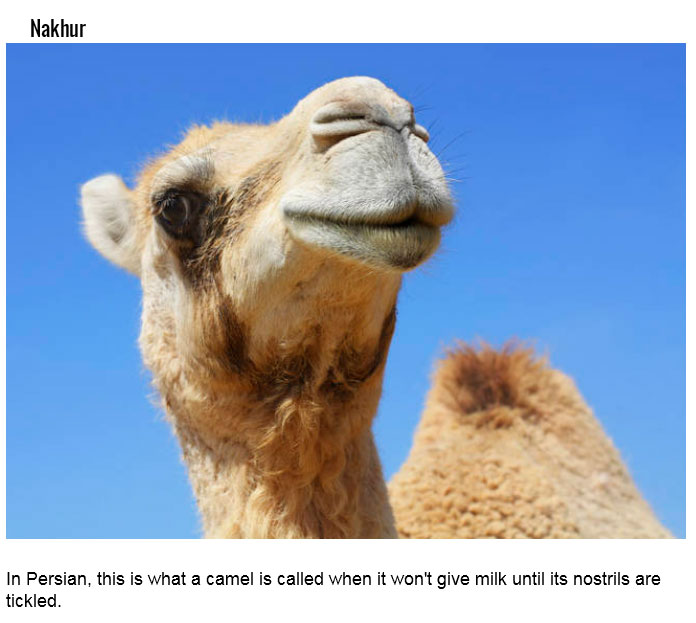 15 Foreign Words That Describe Something Very Specific (15 pics)