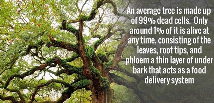 More Random Facts That Your Brain Needs To Know (24 pics)