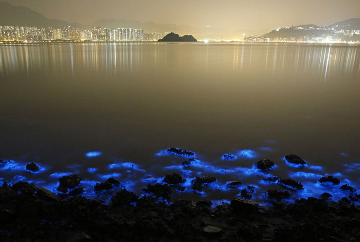 Bioluminescent Plankton On The Shores Of Hong Kong (4 pics)