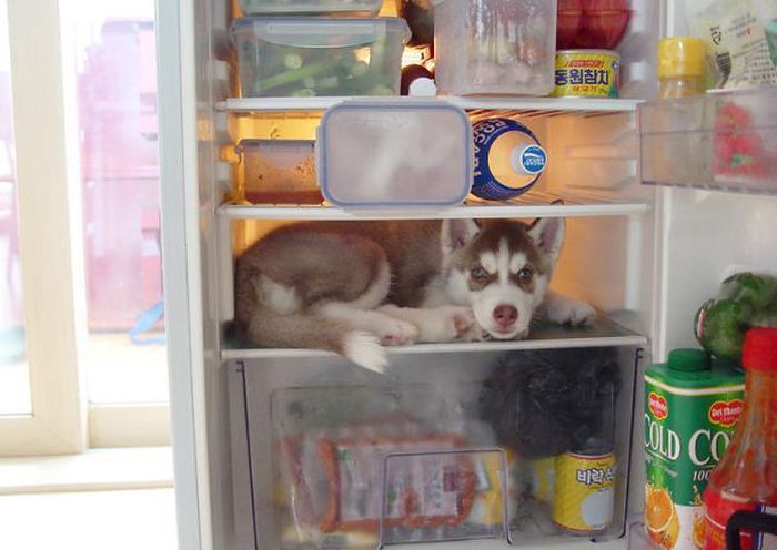 These Dogs Are Terrible At Hide And Seek (25 pics)