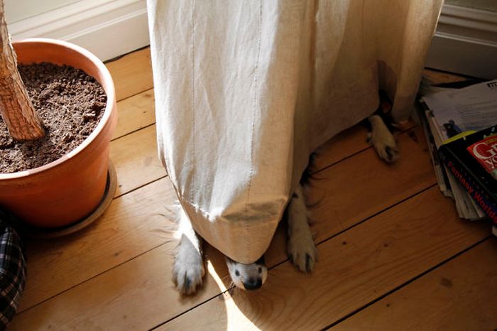 These Dogs Are Terrible At Hide And Seek (25 pics)