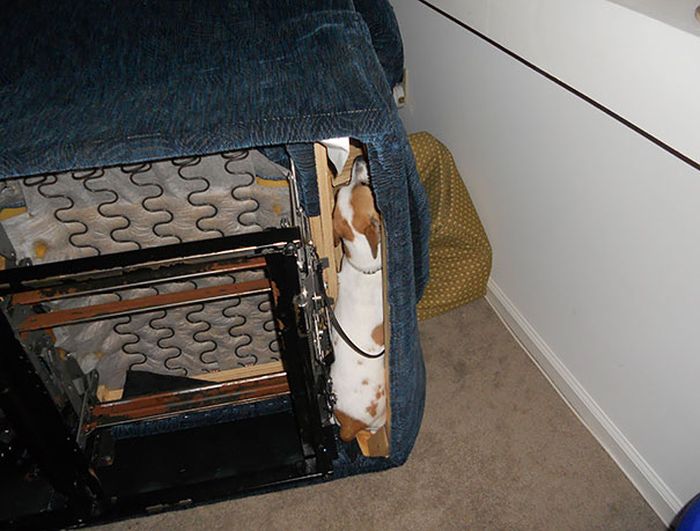 These Dogs Are Terrible At Hide And Seek (25 pics)