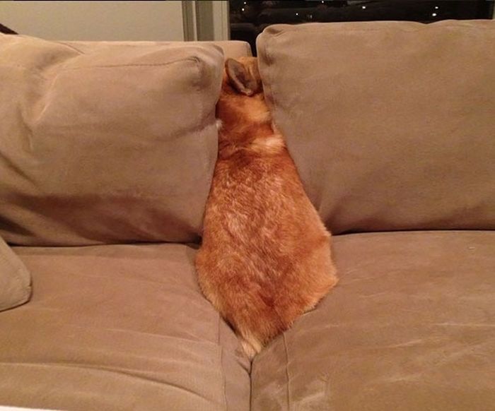 These Dogs Are Terrible At Hide And Seek (25 pics)