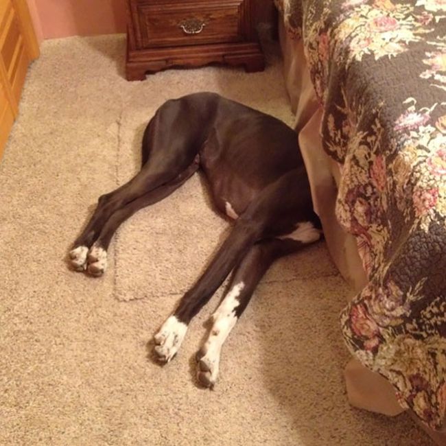 These Dogs Are Terrible At Hide And Seek (25 pics)