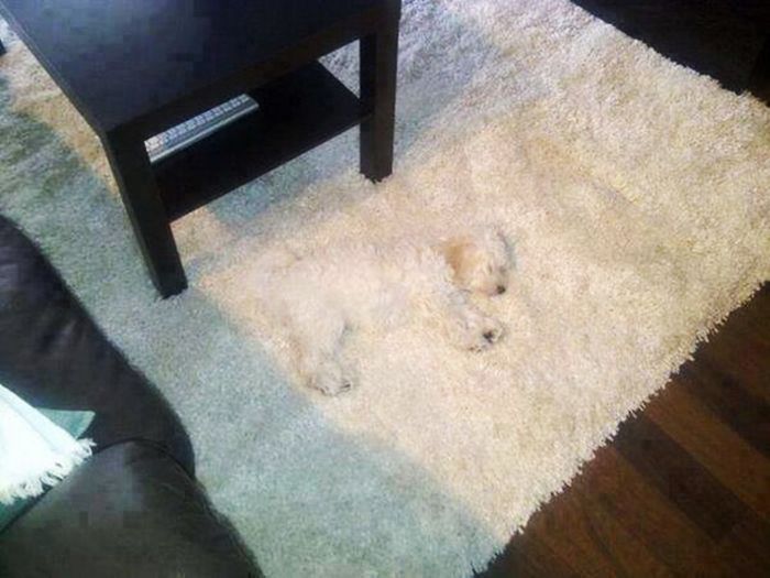 These Dogs Are Terrible At Hide And Seek (25 pics)