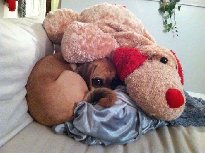 These Dogs Are Terrible At Hide And Seek (25 Pics)