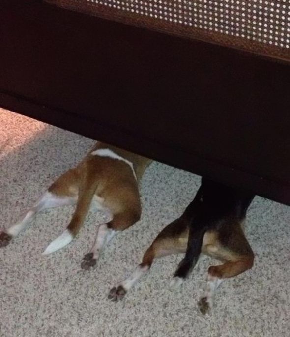 These Dogs Are Terrible At Hide And Seek (25 pics)