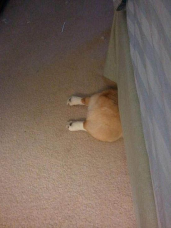 These Dogs Are Terrible At Hide And Seek (25 pics)