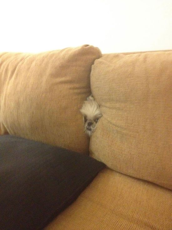 These Dogs Are Terrible At Hide And Seek (25 pics)