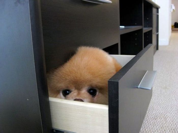 These Dogs Are Terrible At Hide And Seek (25 pics)