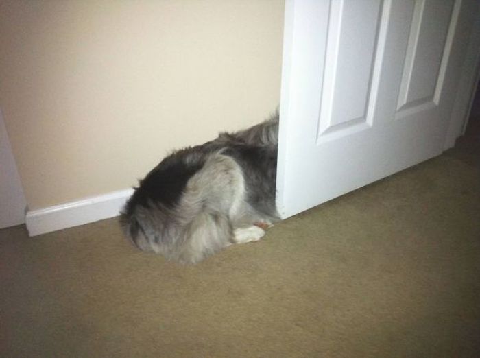 These Dogs Are Terrible At Hide And Seek (25 pics)