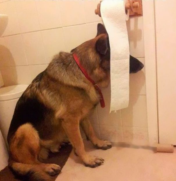 These Dogs Are Terrible At Hide And Seek (25 pics)