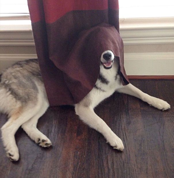 These Dogs Are Terrible At Hide And Seek (25 pics)