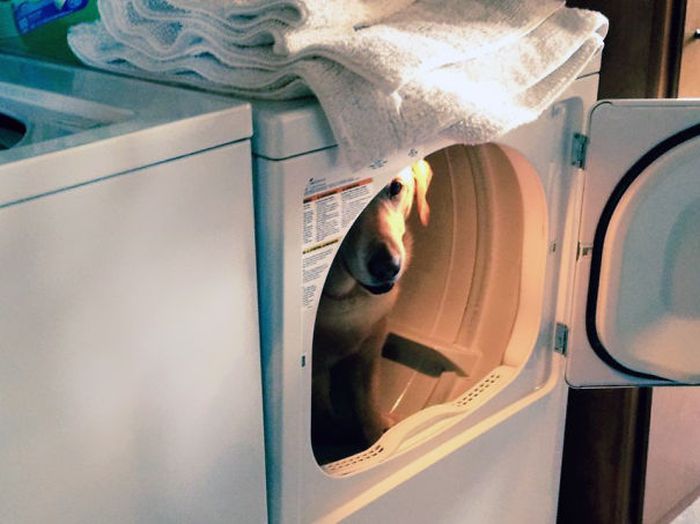 These Dogs Are Terrible At Hide And Seek (25 pics)