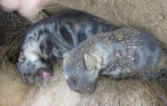 Hyena Pup Rescue (8 pics)