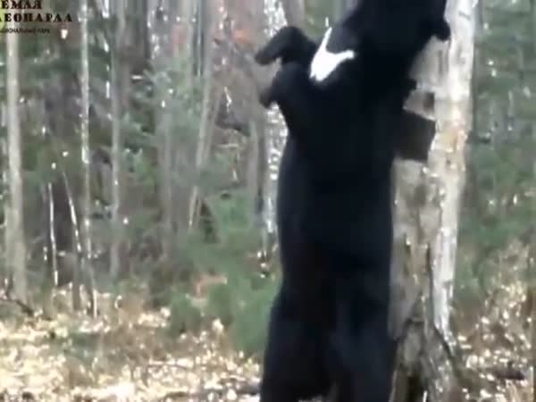 Dancing Bear
