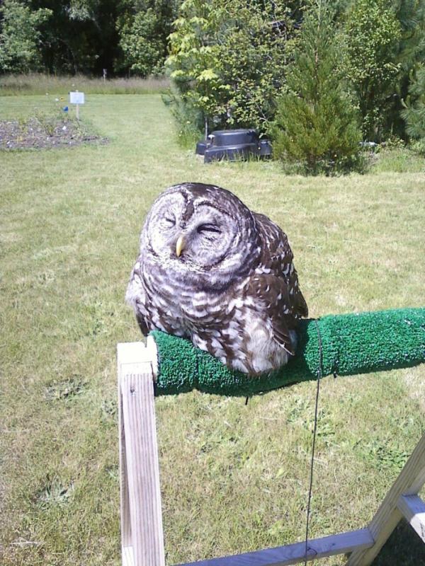 It Looks Like This Owl Melted In Direct Sunlight (4 pics)
