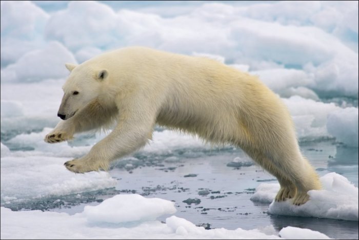 A Series Of Photogenic Polar Bears (41 pics)