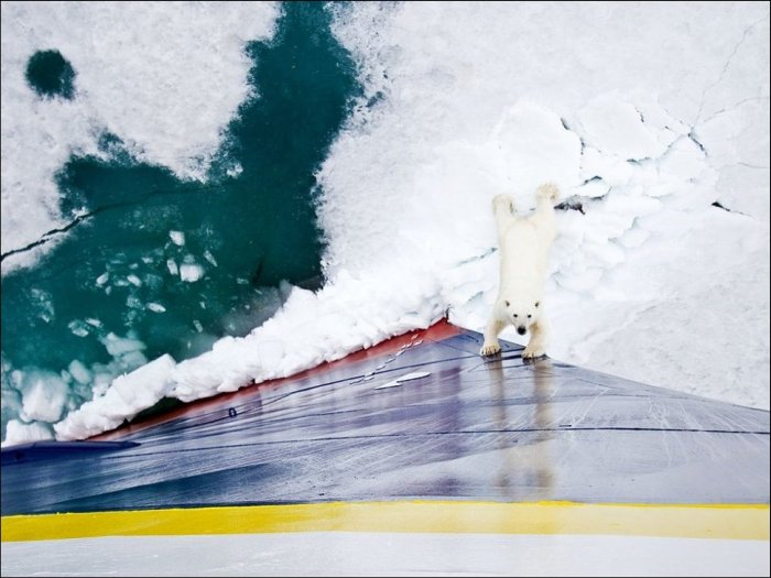 A Series Of Photogenic Polar Bears (41 pics)
