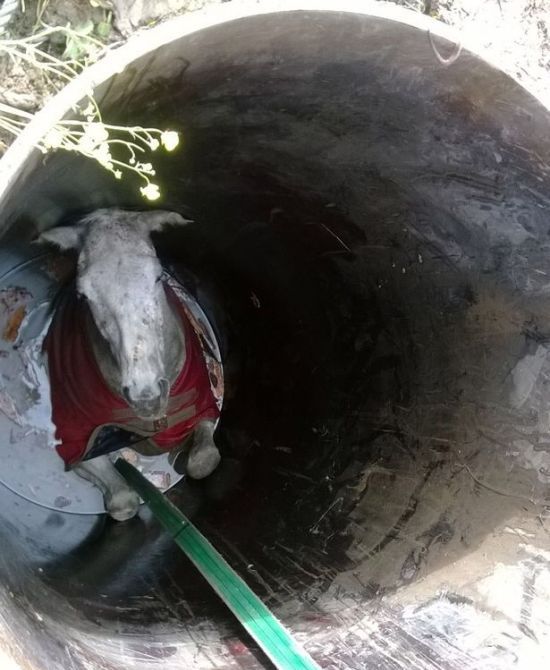 Stuck Horse Gets Rescued From A Well (5 pics)