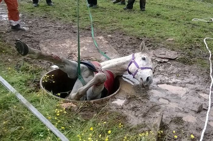 Stuck Horse Gets Rescued From A Well (5 pics)
