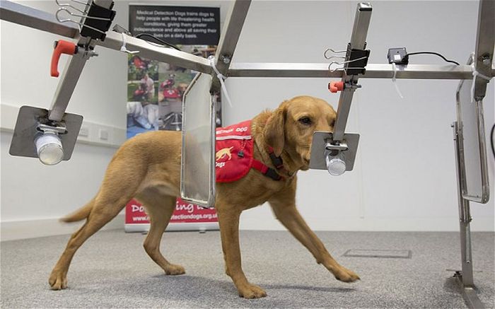 Daisy The Cancer Detection Dog Has Saved Over 550 Lives (6 pics)
