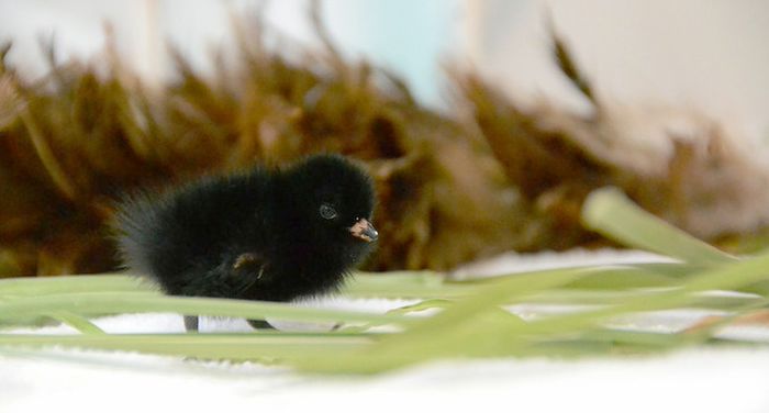 Rare Bird Found In Petaluma, It's Tiny (2 pics)
