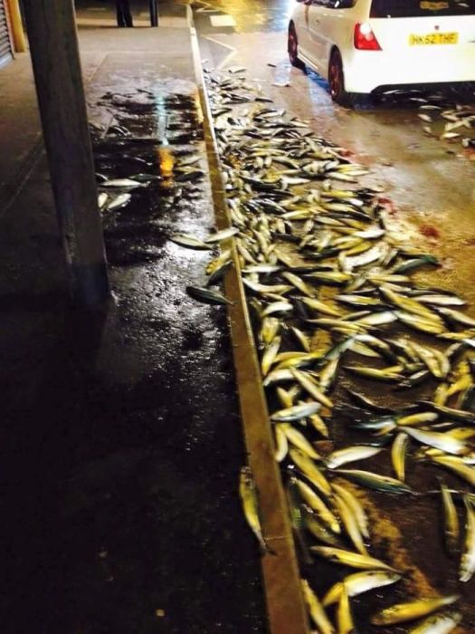 There's Fish Everywhere (12 pics)