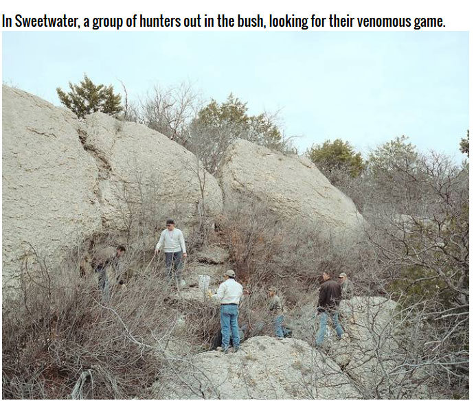 Sweetwater, Texas Loves Rattlesnakes (8 pics)