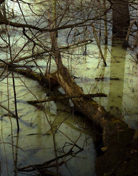 What Cops Discovered In This Swamp Is Strange And Bizarre (5 pics)