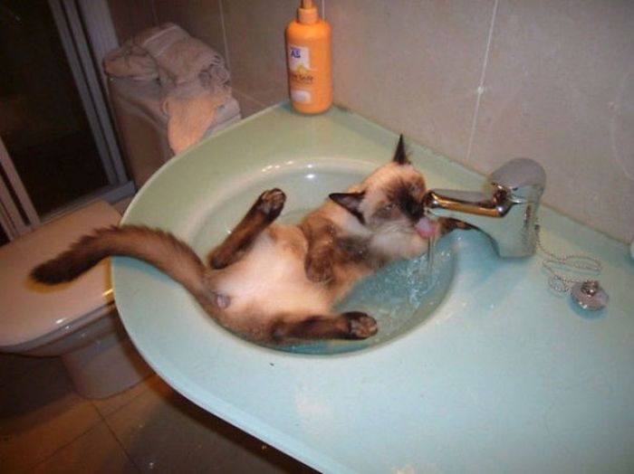These Cats Legitimately Love Water (30 pics)