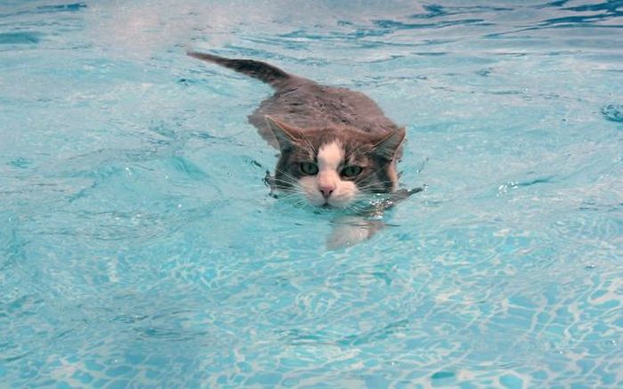 These Cats Legitimately Love Water (30 pics)
