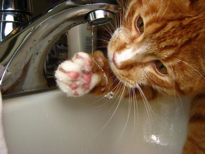 These Cats Legitimately Love Water (30 pics)