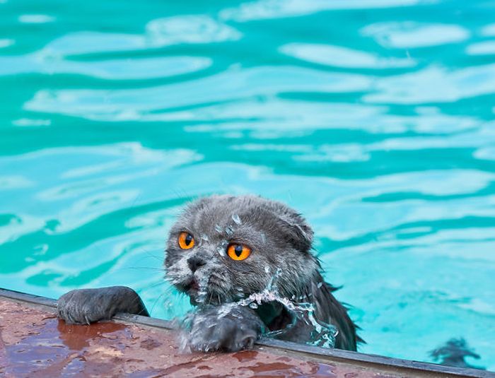 These Cats Legitimately Love Water (30 pics)