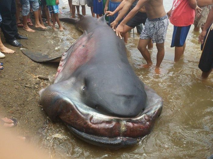 This Megamouth Shark Is A Whole Lot Of Nope (4 pics)