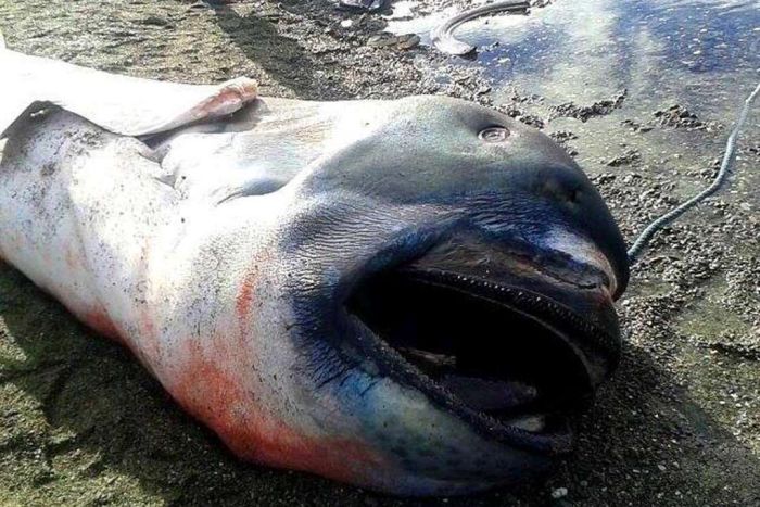 This Megamouth Shark Is A Whole Lot Of Nope (4 pics)