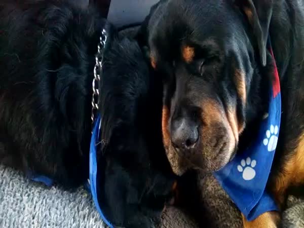 Crying Rottweiler Grieves For Dead Brother