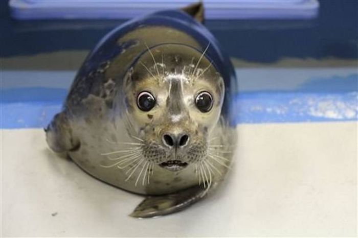 Everyone Is Falling In Love With This Blind Baby Seal (4 pics)