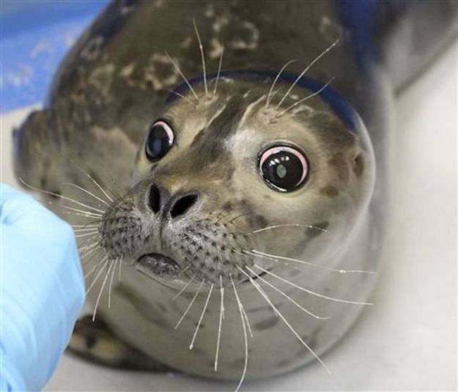 Everyone Is Falling In Love With This Blind Baby Seal (4 pics)