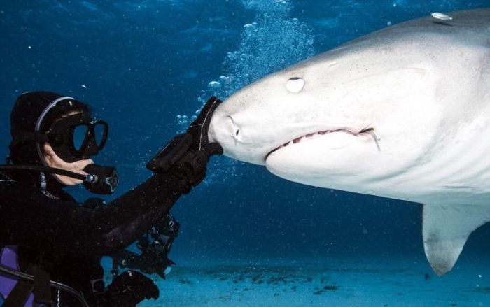 Inside The Mouth Of A Shark (11 pics)