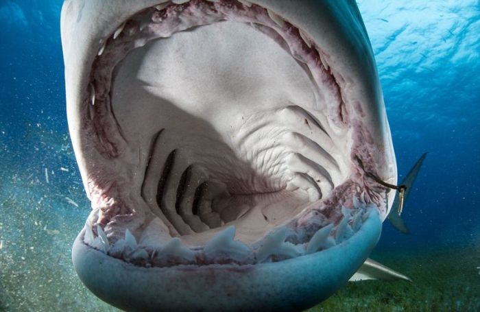 Inside The Mouth Of A Shark (11 pics)