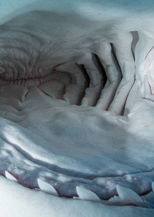 Inside The Mouth Of A Shark (11 pics)